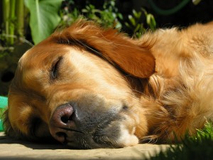 Dog Napping - Photo Credit: zentofitness.com