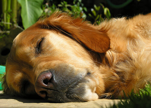 Dog Napping - Photo Credit: zentofitness.com